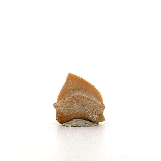 Squalicorax pristodontus shark tooth fossil from Cretaceous, Morocco (0.97") - FossilsAndMore