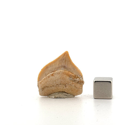Squalicorax pristodontus shark tooth fossil from Cretaceous, Morocco (1.09") - FossilsAndMore