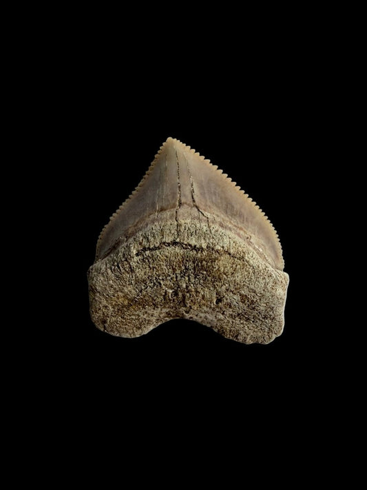 Squalicorax pristodontus shark tooth fossil from Morocco | 1.08" - FossilsAndMore