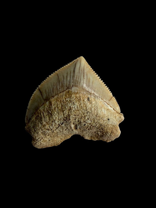 Squalicorax pristodontus shark tooth fossil from Morocco | 1.13" - FossilsAndMore
