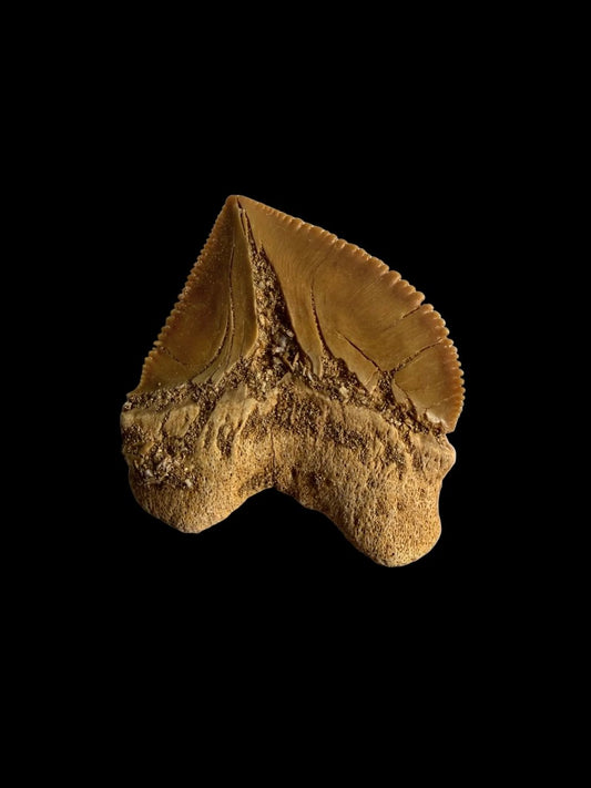 Squalicorax pristodontus shark tooth fossil from Morocco | 1.14" - FossilsAndMore
