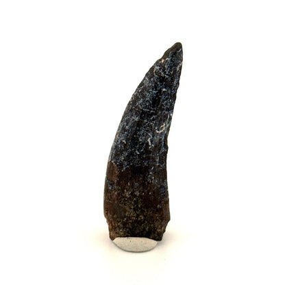 Suchomimus Dinosaur Tooth (2.10") - Spinosaurid Tooth Fossil - Early Cretaceous, Niger - FossilsAndMore