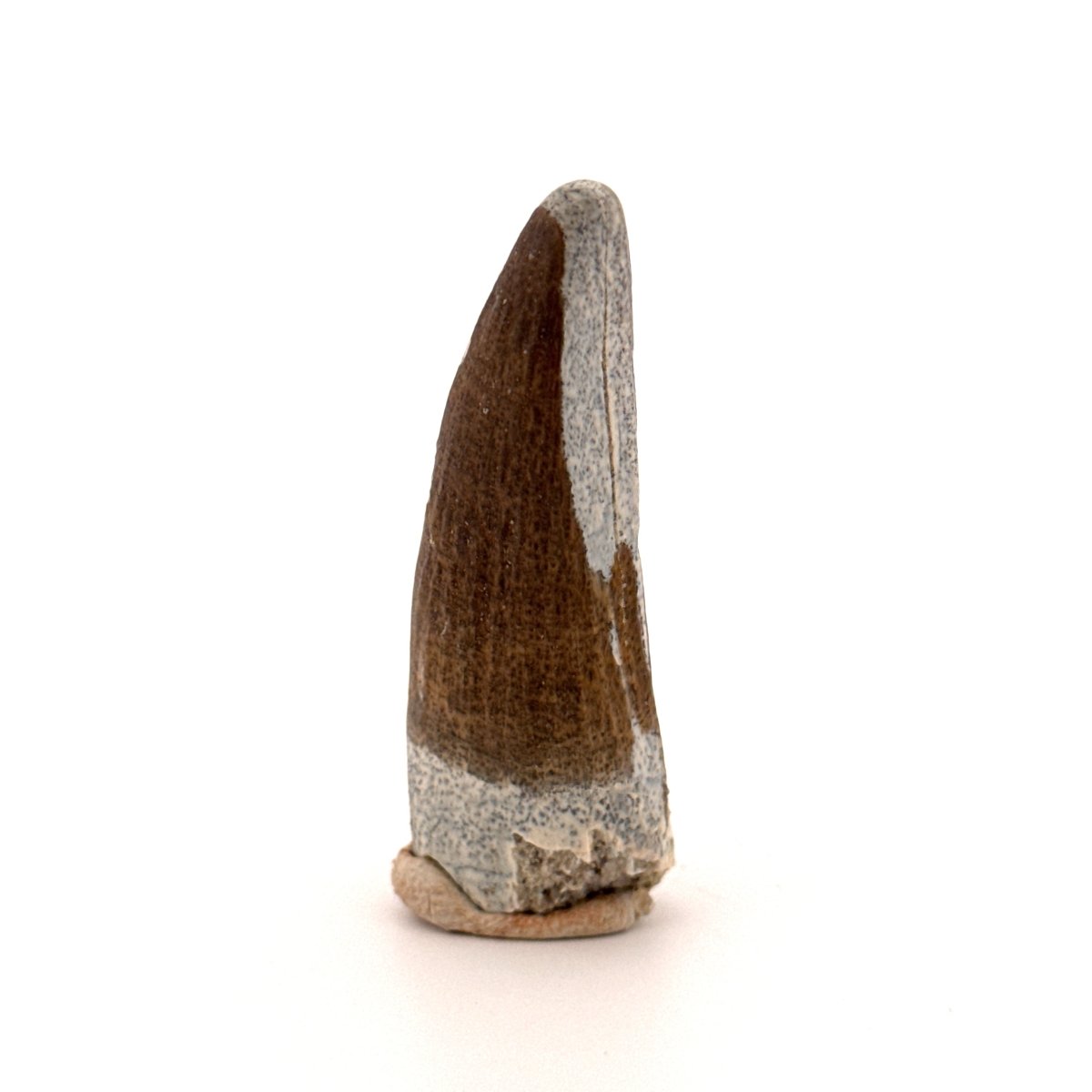 Suchomimus tenerensis Dinosaur Tooth (1.98") - Cretaceous Spinosaurid from Niger - FossilsAndMore