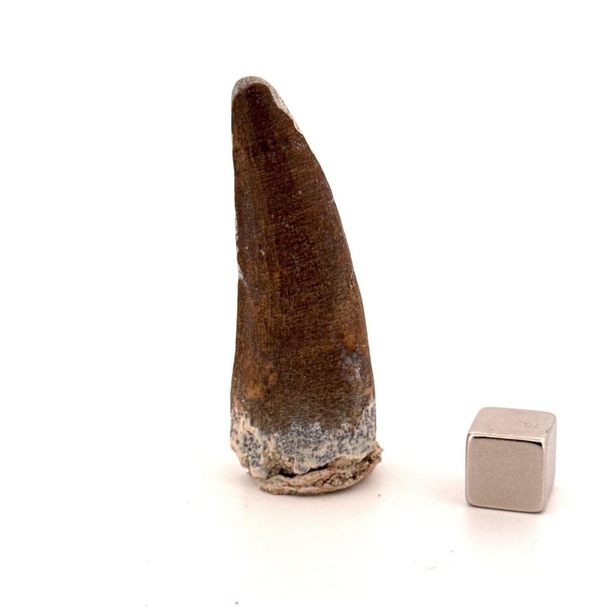 Suchomimus tenerensis Dinosaur Tooth (1.98") - Cretaceous Spinosaurid from Niger - FossilsAndMore