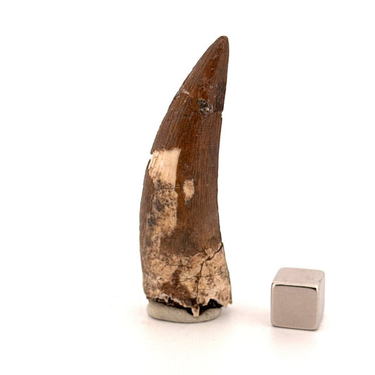 Suchomimus tenerensis Dinosaur Tooth (2.26") - Cretaceous Spinosaurid from Niger - FossilsAndMore