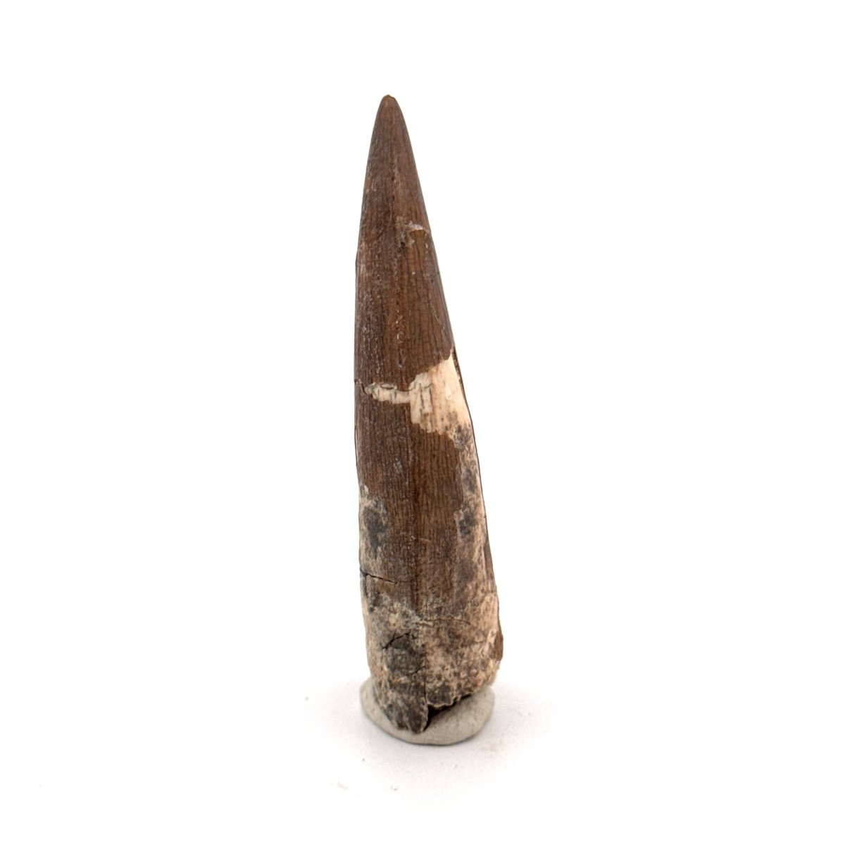 Suchomimus tenerensis Dinosaur Tooth (2.26") - Cretaceous Spinosaurid from Niger - FossilsAndMore