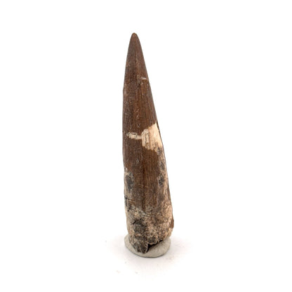 Suchomimus tenerensis Dinosaur Tooth (2.26") - Cretaceous Spinosaurid from Niger - FossilsAndMore