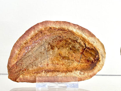 Triassic Fossil Fish In Nodule from Madagascar, Positive & negative (4.13") - FossilsAndMore