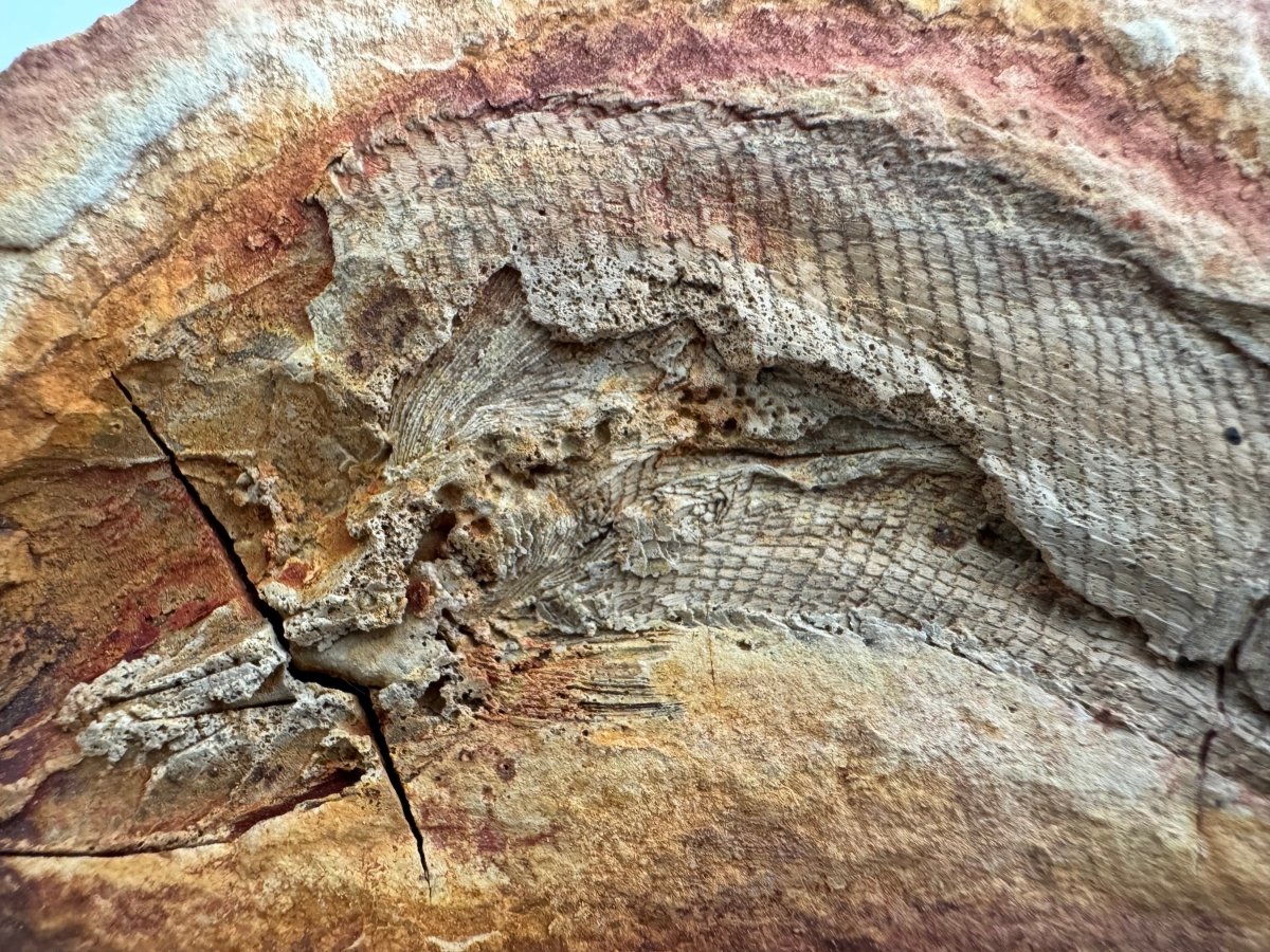 Triassic Fossil Fish In Nodule from Madagascar, Positive & negative (4.13") - FossilsAndMore
