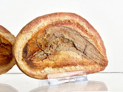 Triassic Fossil Fish In Nodule from Madagascar, Positive & negative (4.13") - FossilsAndMore
