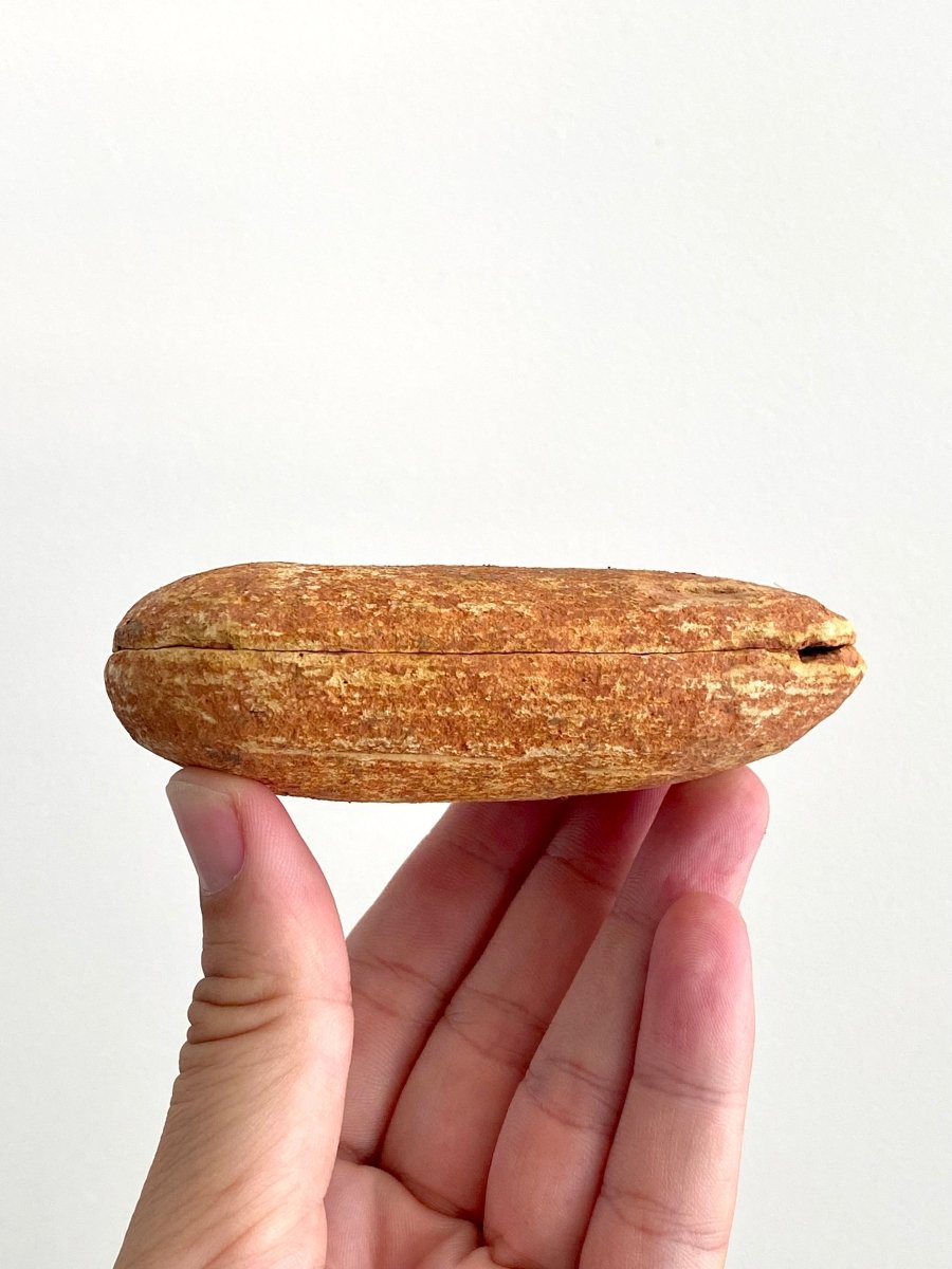 Triassic Fossil Fish In Nodule from Madagascar, Positive & negative (4.13") - FossilsAndMore