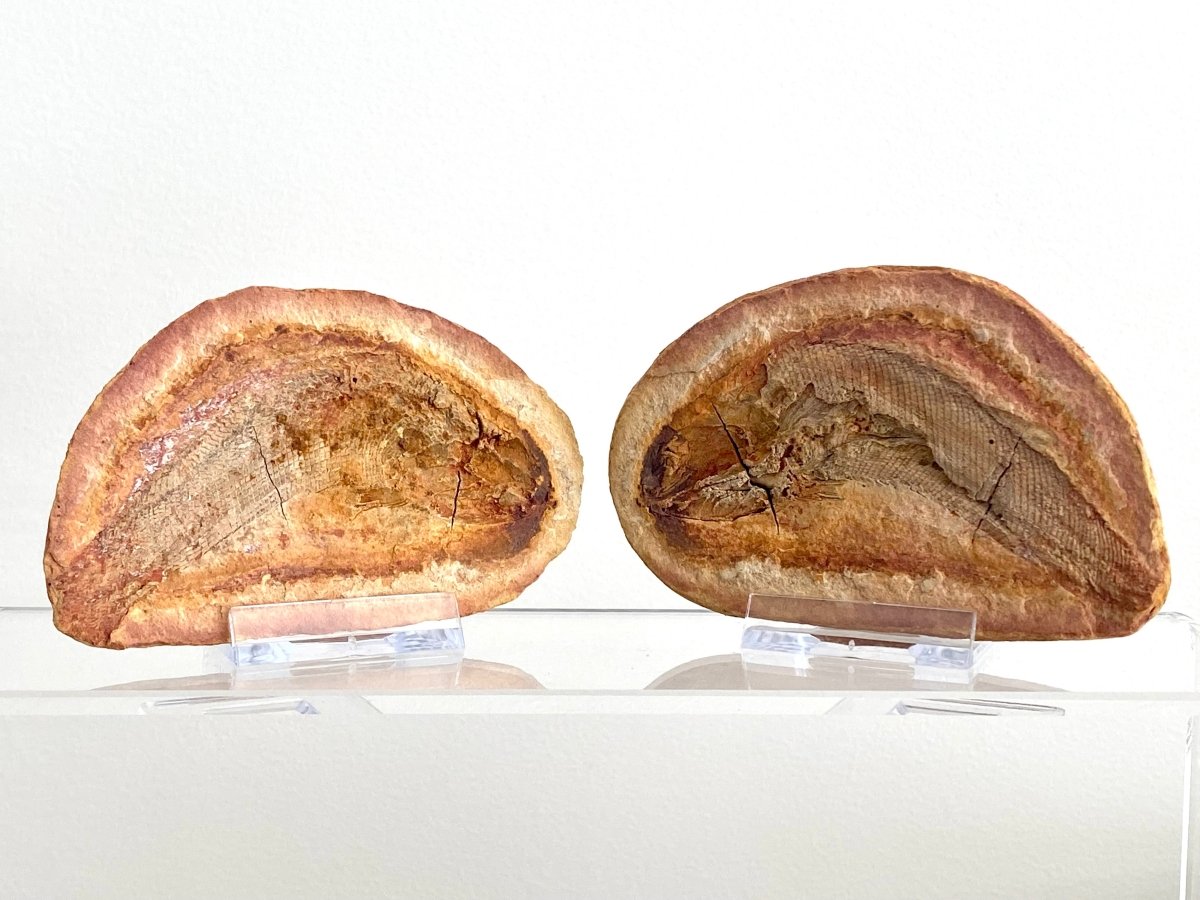Triassic Fossil Fish In Nodule from Madagascar, Positive & negative (4.13") - FossilsAndMore