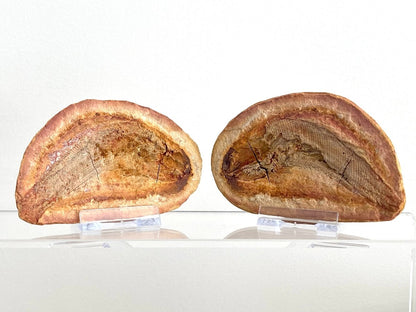 Triassic Fossil Fish In Nodule from Madagascar, Positive & negative (4.13") - FossilsAndMore