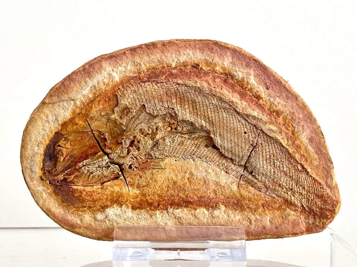 Triassic Fossil Fish In Nodule from Madagascar, Positive & negative (4.13") - FossilsAndMore