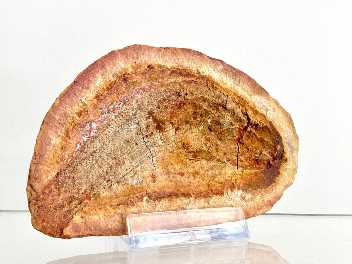 Triassic Fossil Fish In Nodule from Madagascar, Positive & negative (4.13") - FossilsAndMore