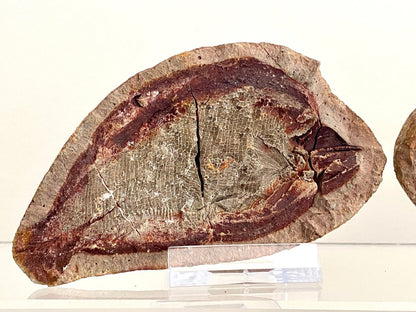 Triassic Fossil Fish In Nodule from Madagascar, Positive & negative (4.27") - FossilsAndMore