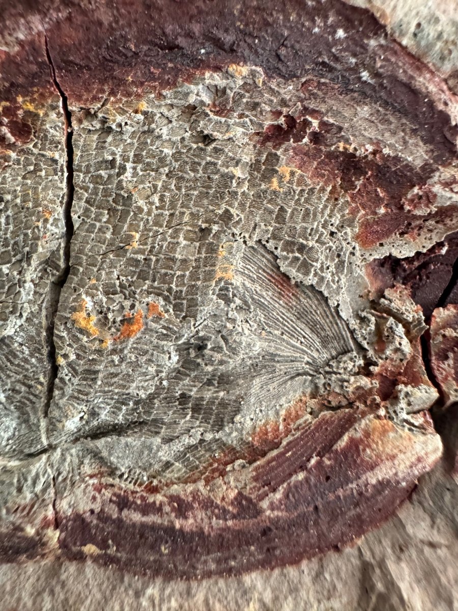 Triassic Fossil Fish In Nodule from Madagascar, Positive & negative (4.27") - FossilsAndMore