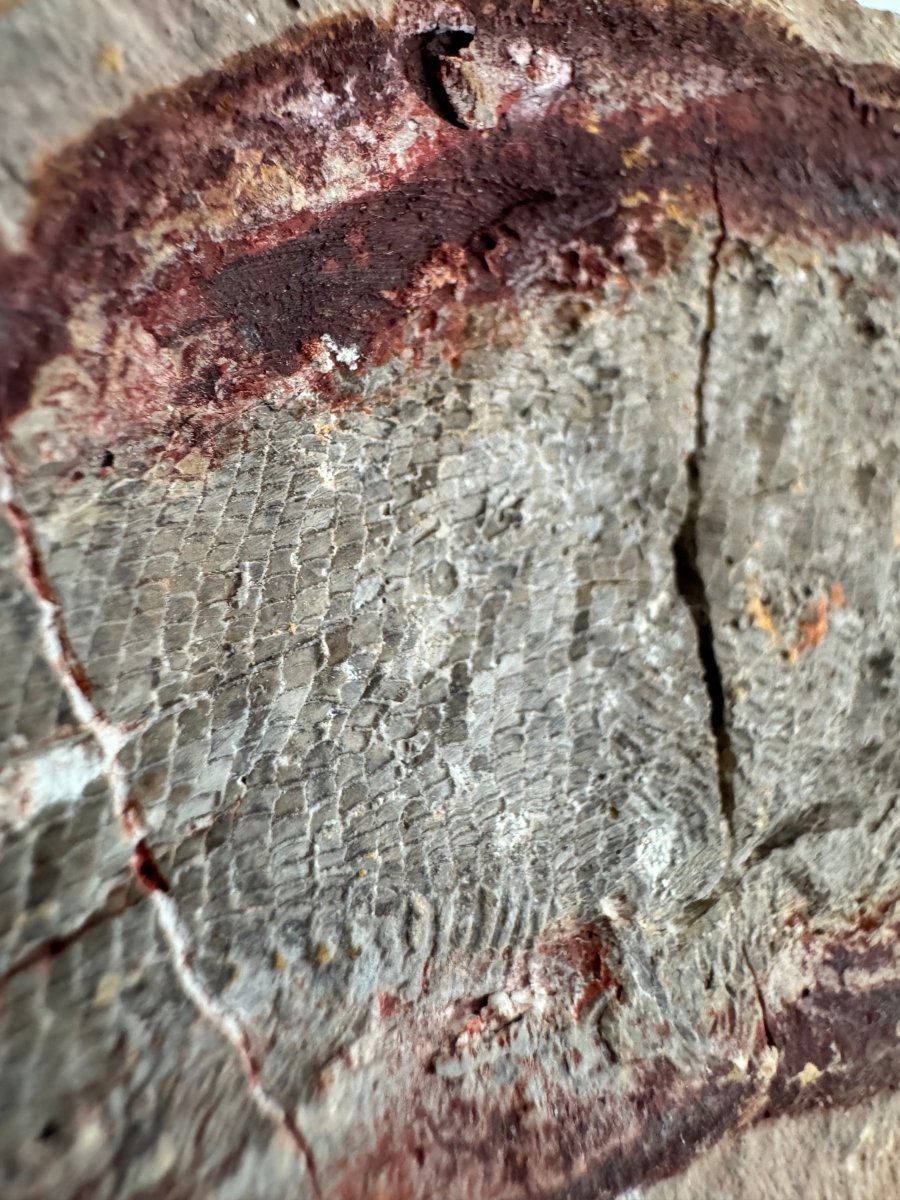 Triassic Fossil Fish In Nodule from Madagascar, Positive & negative (4.27") - FossilsAndMore