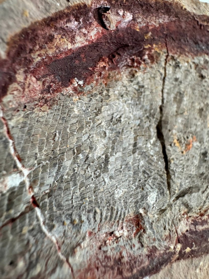 Triassic Fossil Fish In Nodule from Madagascar, Positive & negative (4.27") - FossilsAndMore