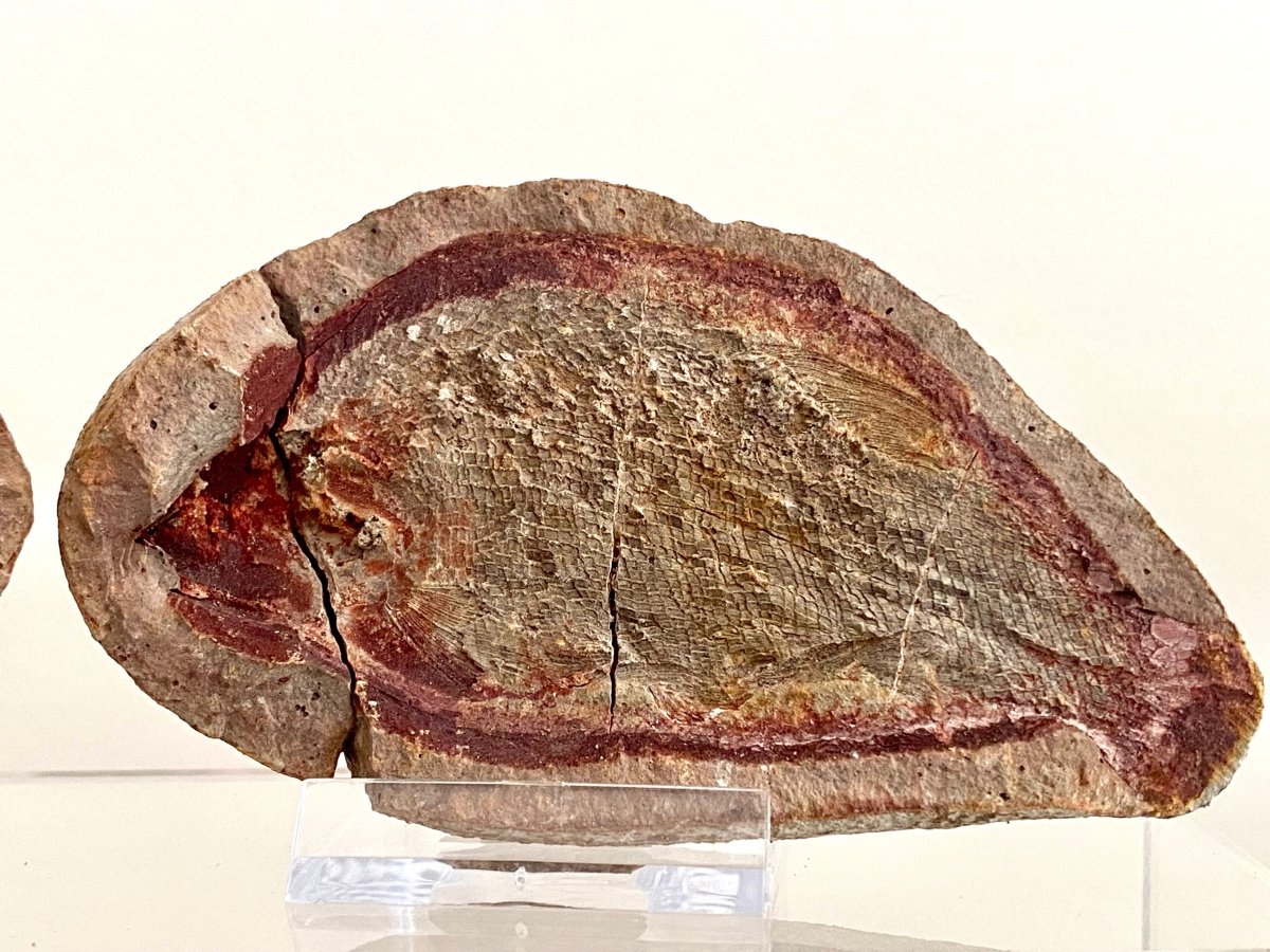 Triassic Fossil Fish In Nodule from Madagascar, Positive & negative (4.27") - FossilsAndMore