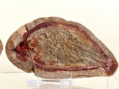 Triassic Fossil Fish In Nodule from Madagascar, Positive & negative (4.27") - FossilsAndMore