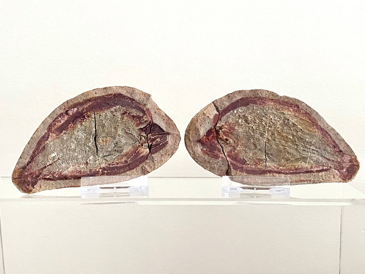 Triassic Fossil Fish In Nodule from Madagascar, Positive & negative (4.27") - FossilsAndMore