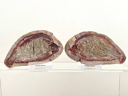 Triassic Fossil Fish In Nodule from Madagascar, Positive & negative (4.27") - FossilsAndMore