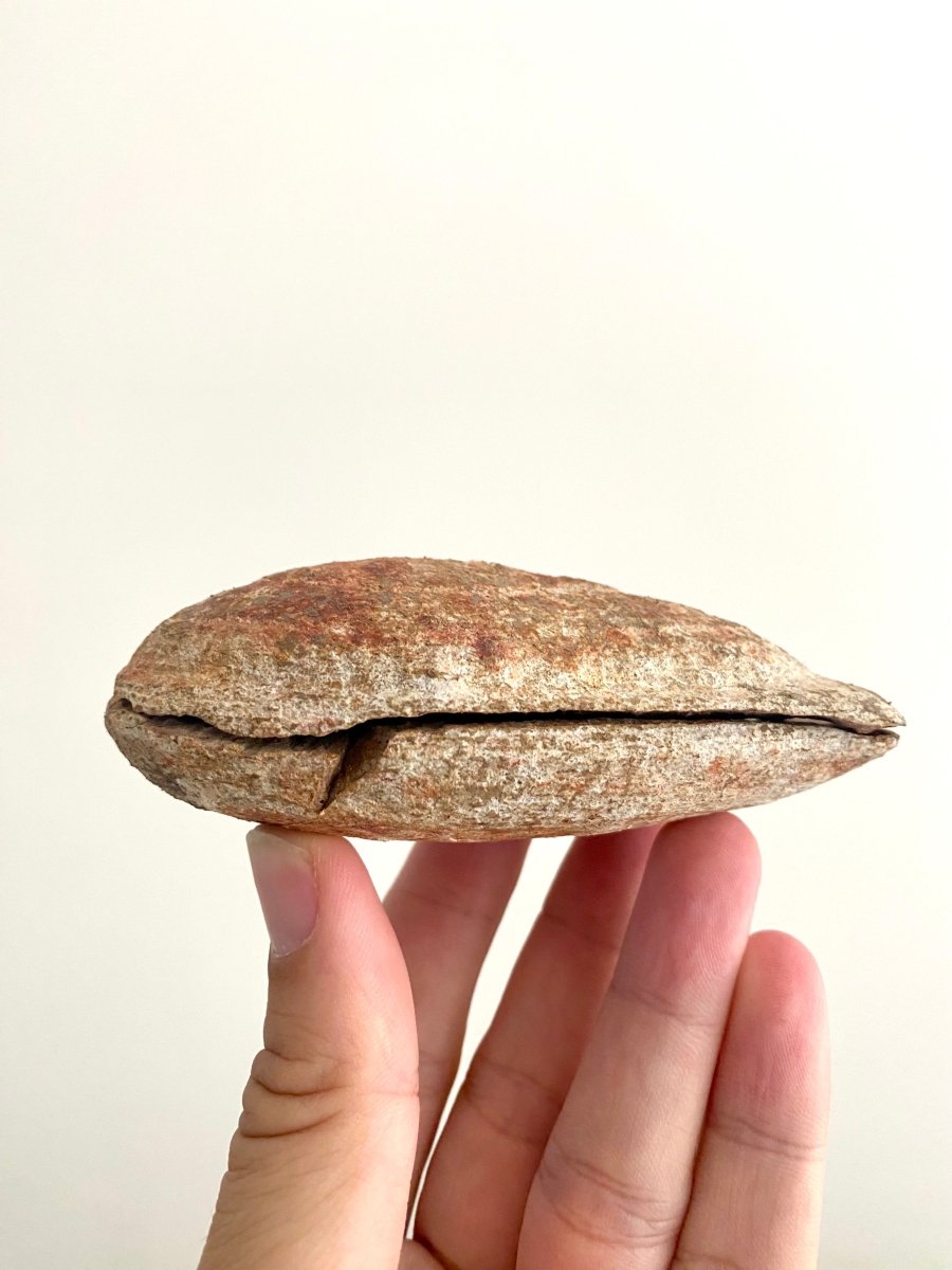 Triassic Fossil Fish In Nodule from Madagascar, Positive & negative (4.27") - FossilsAndMore