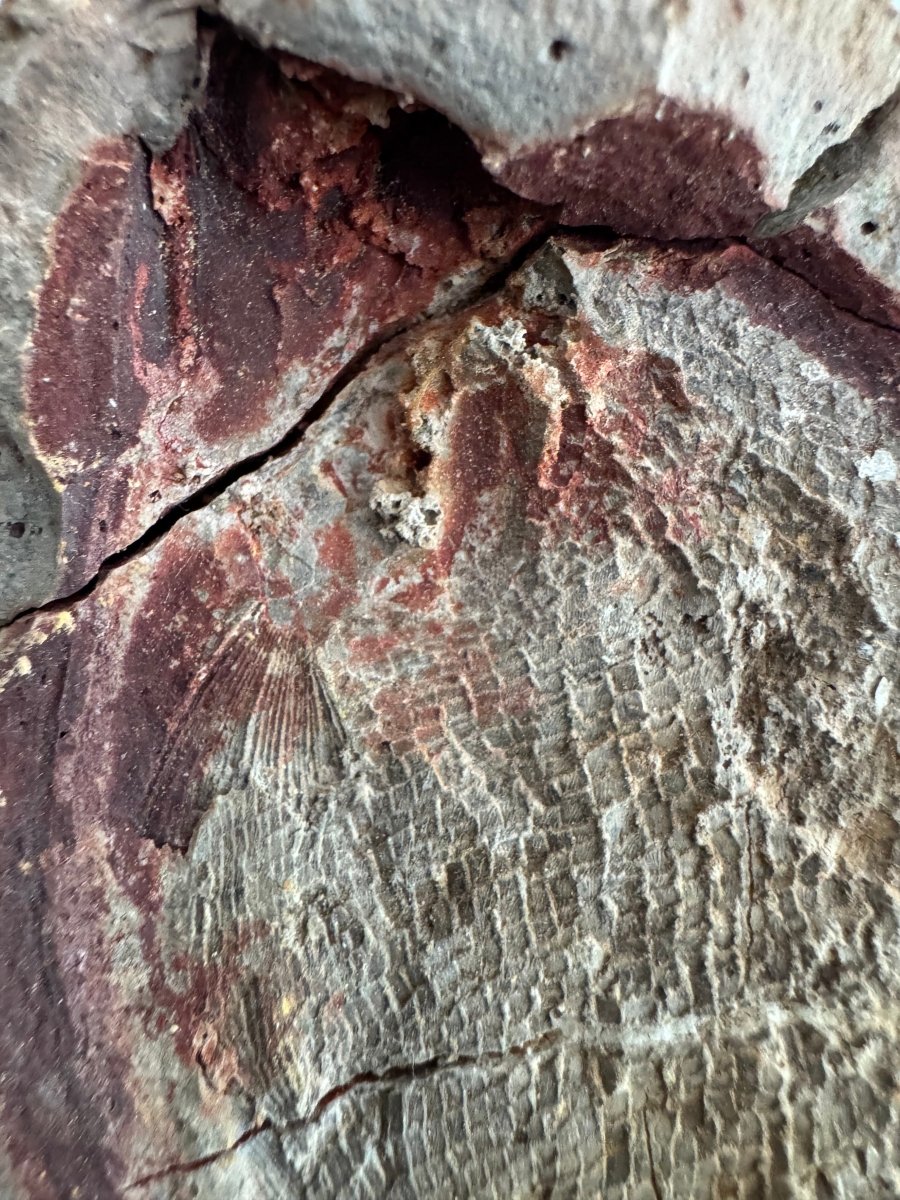 Triassic Fossil Fish In Nodule from Madagascar, Positive & negative (4.27") - FossilsAndMore