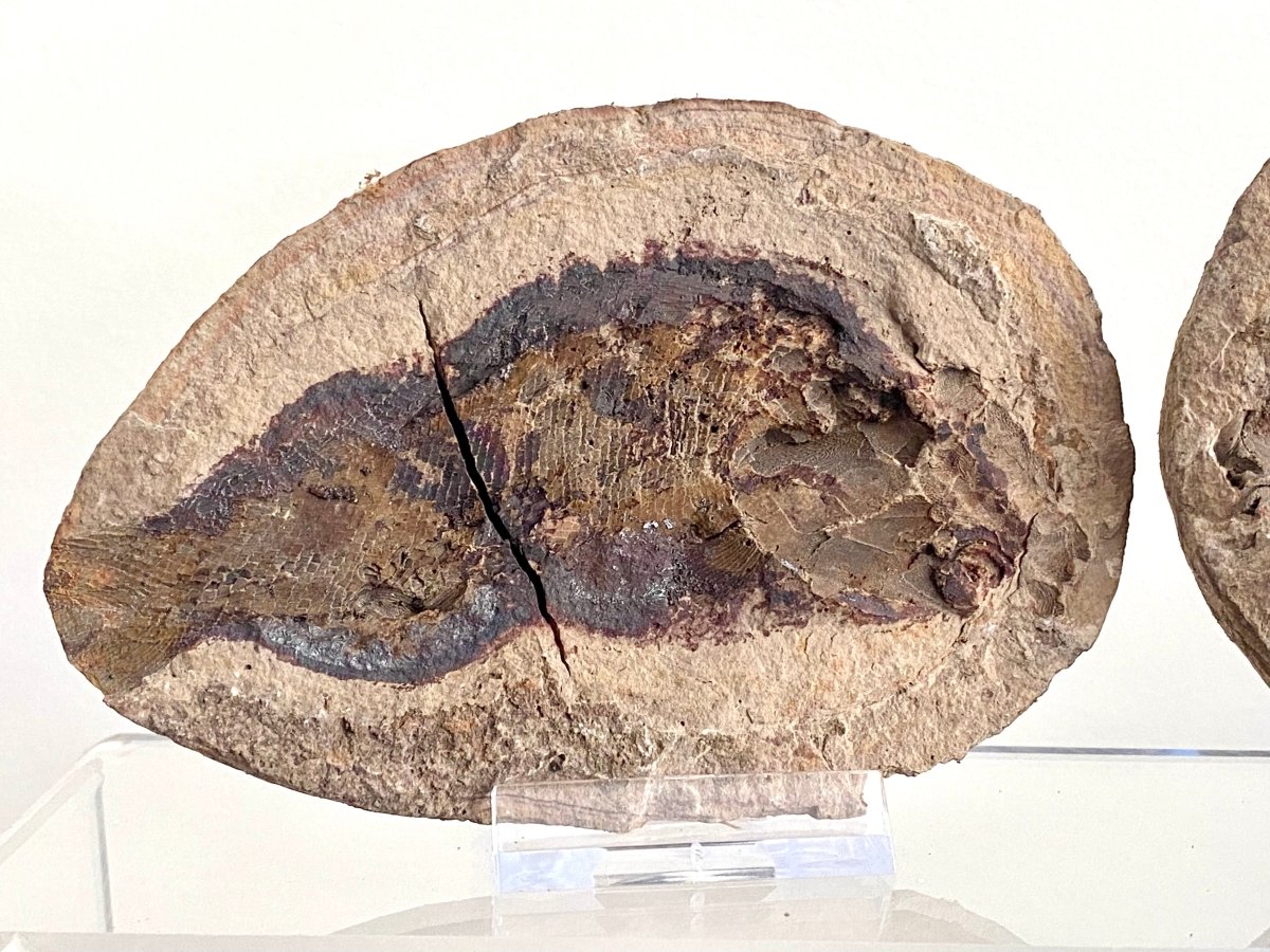 Triassic Fossil Fish In Nodule from Madagascar, Positive & negative (4.60") - FossilsAndMore