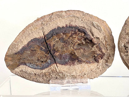 Triassic Fossil Fish In Nodule from Madagascar, Positive & negative (4.60") - FossilsAndMore