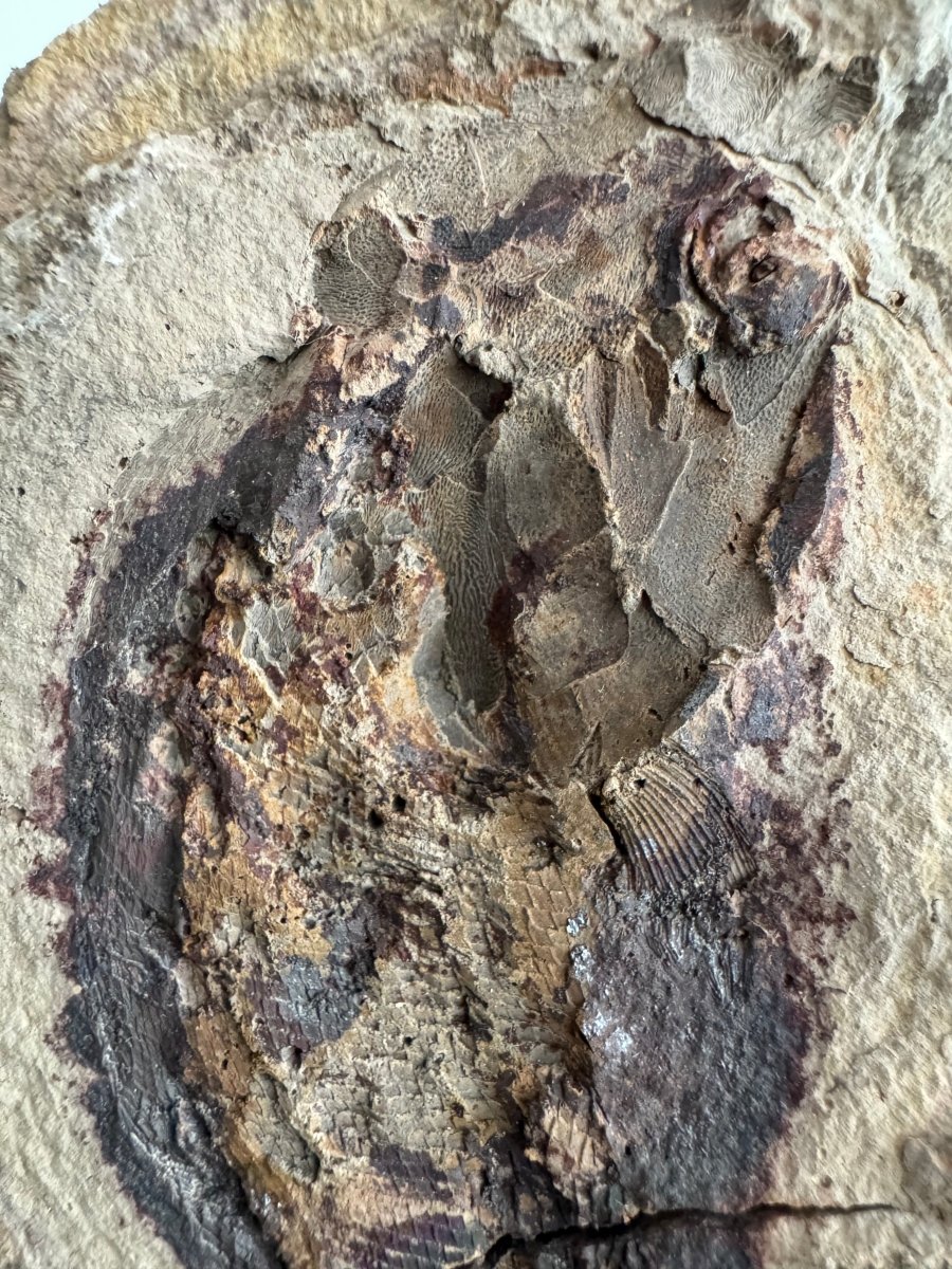 Triassic Fossil Fish In Nodule from Madagascar, Positive & negative (4.60") - FossilsAndMore