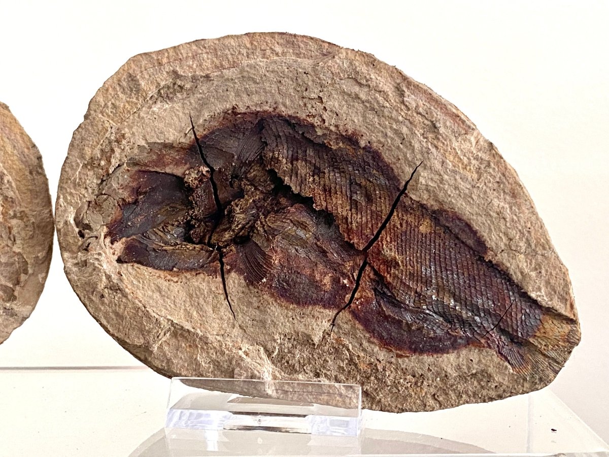 Triassic Fossil Fish In Nodule from Madagascar, Positive & negative (4.60") - FossilsAndMore