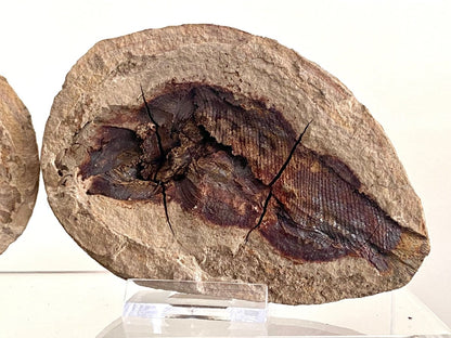 Triassic Fossil Fish In Nodule from Madagascar, Positive & negative (4.60") - FossilsAndMore