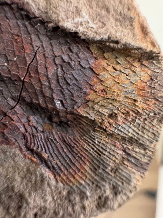 Triassic Fossil Fish In Nodule from Madagascar, Positive & negative (4.60") - FossilsAndMore