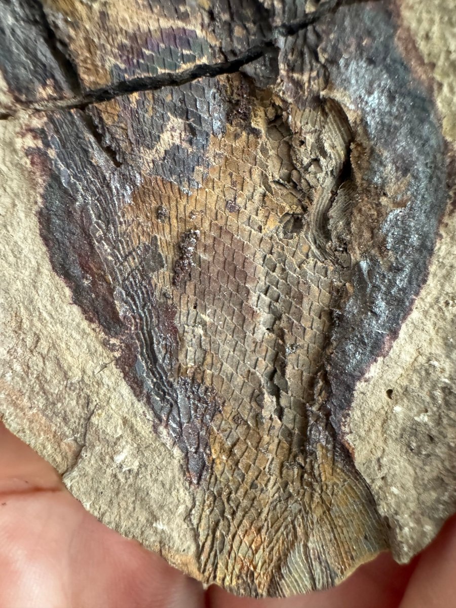 Triassic Fossil Fish In Nodule from Madagascar, Positive & negative (4.60") - FossilsAndMore