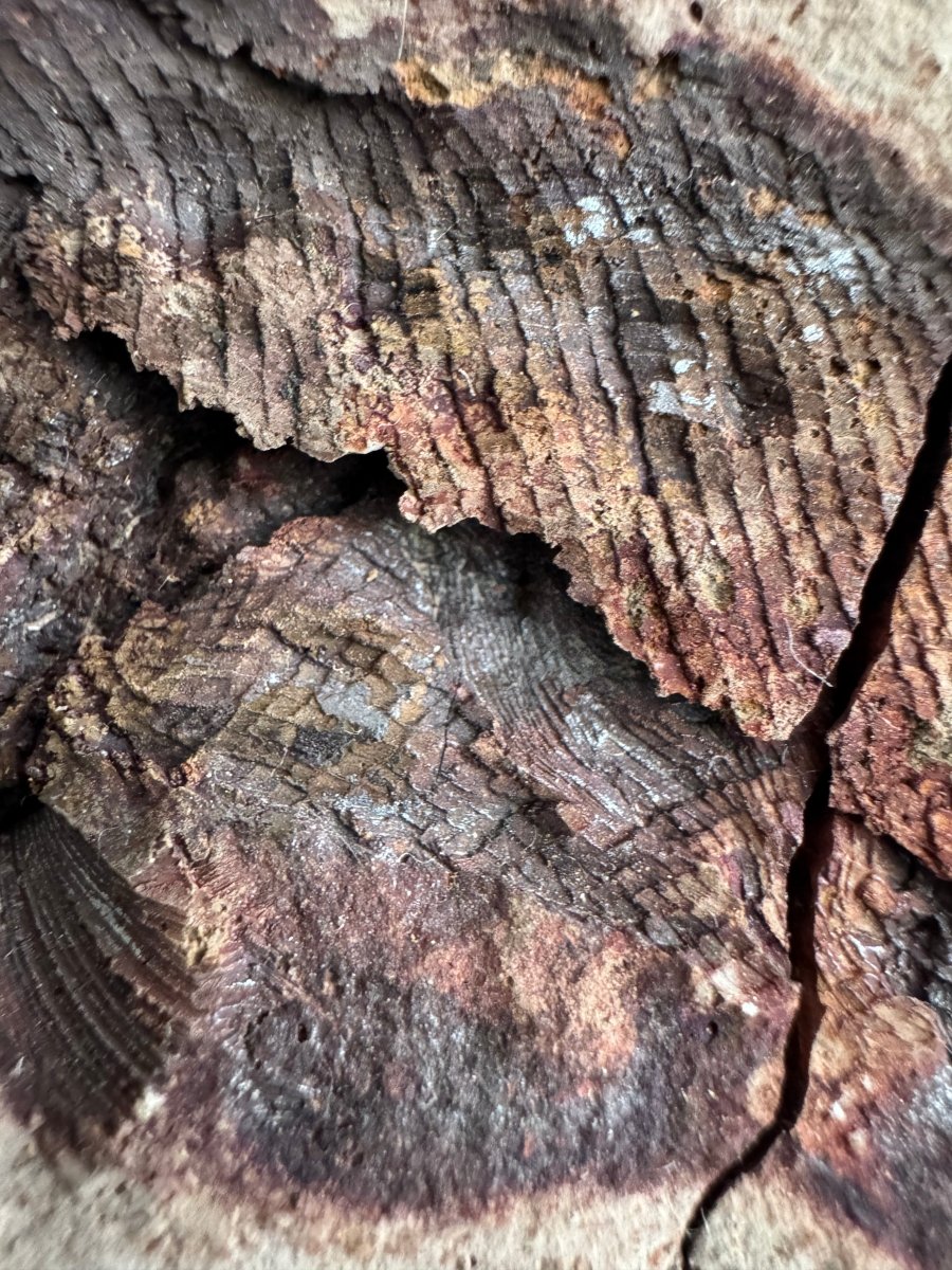 Triassic Fossil Fish In Nodule from Madagascar, Positive & negative (4.60") - FossilsAndMore