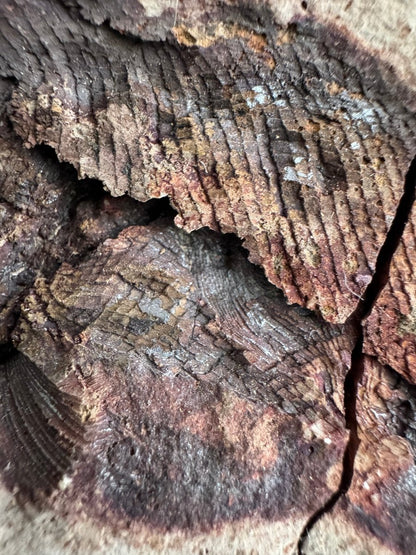 Triassic Fossil Fish In Nodule from Madagascar, Positive & negative (4.60") - FossilsAndMore