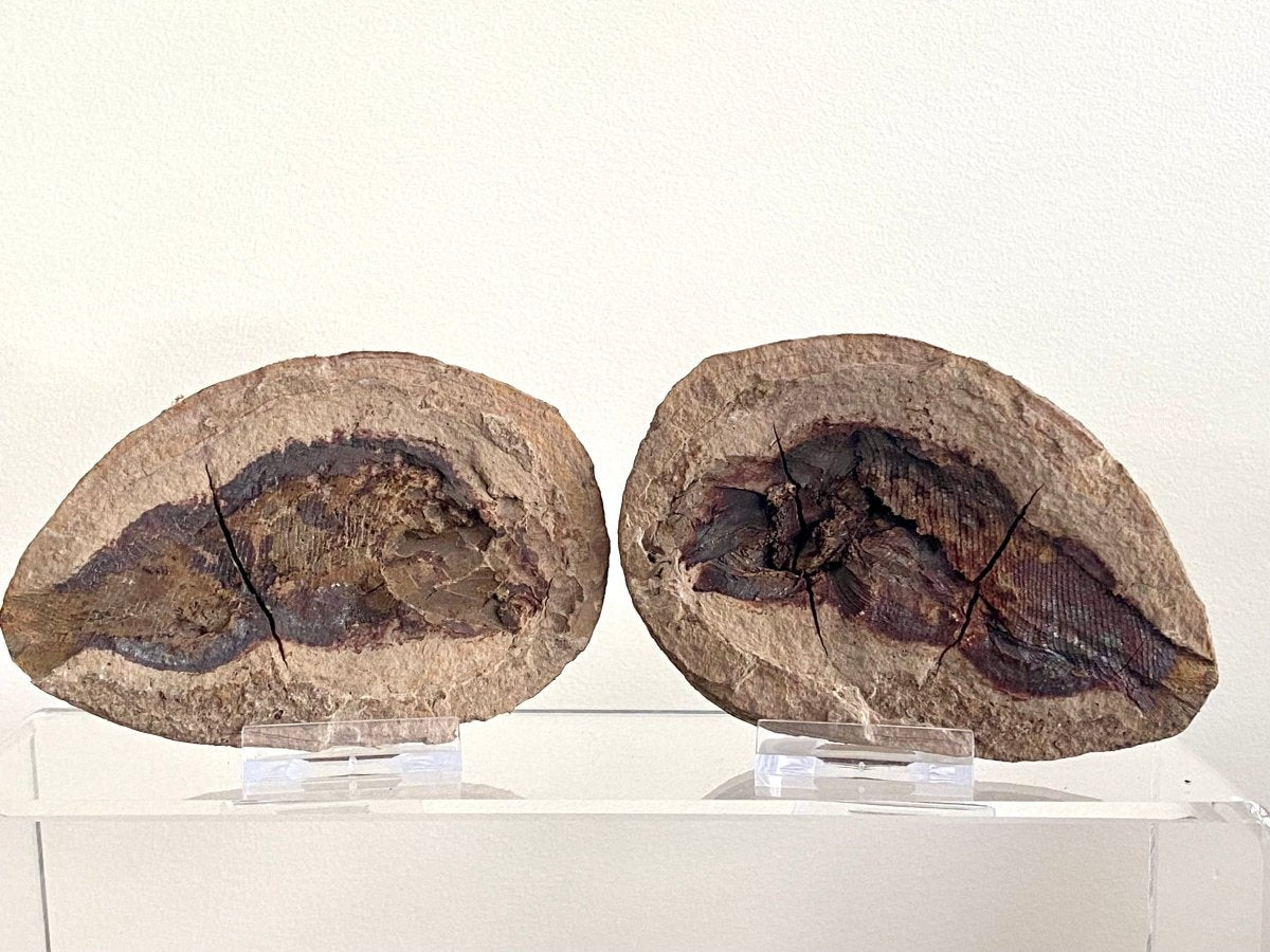 Triassic Fossil Fish In Nodule from Madagascar, Positive & negative (4.60") - FossilsAndMore