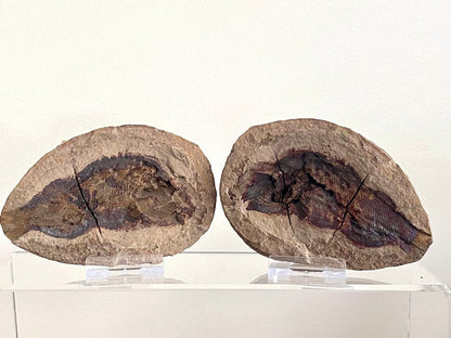 Triassic Fossil Fish In Nodule from Madagascar, Positive & negative (4.60") - FossilsAndMore
