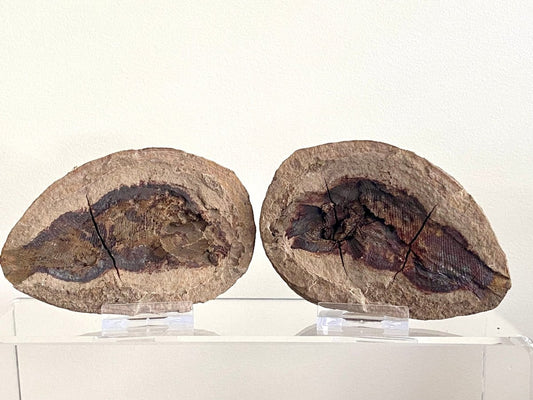 Triassic Fossil Fish In Nodule from Madagascar, Positive & negative (4.60") - FossilsAndMore