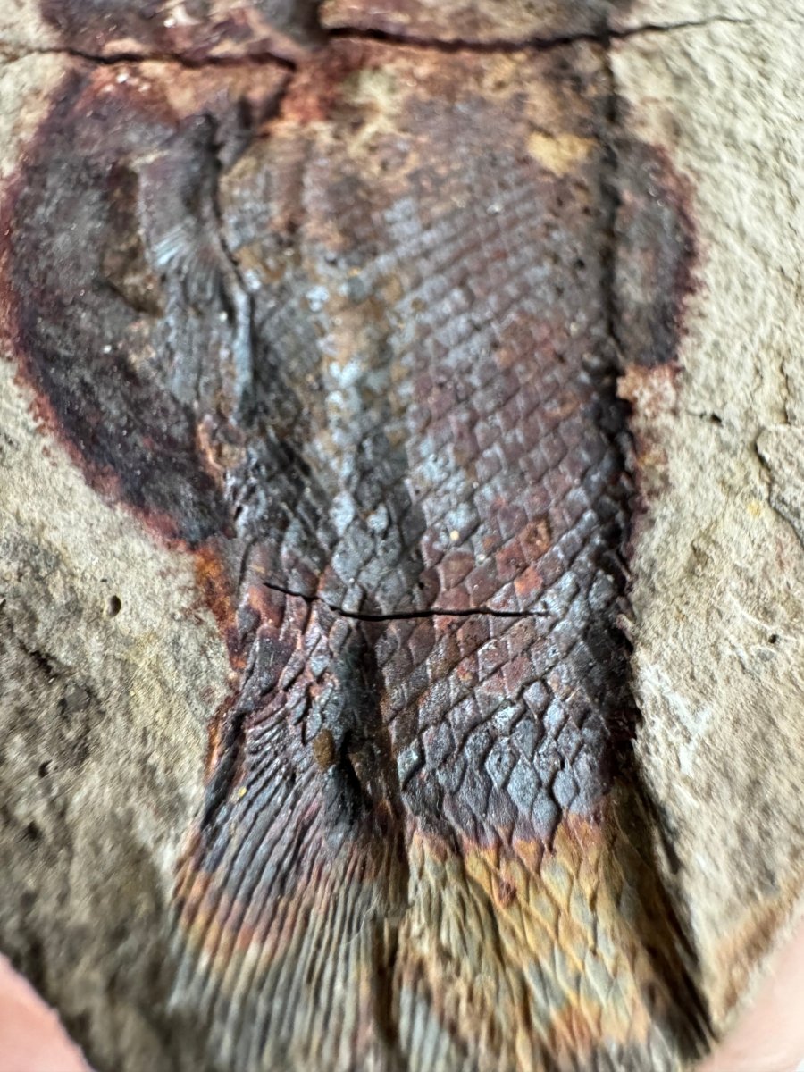Triassic Fossil Fish In Nodule from Madagascar, Positive & negative (4.60") - FossilsAndMore