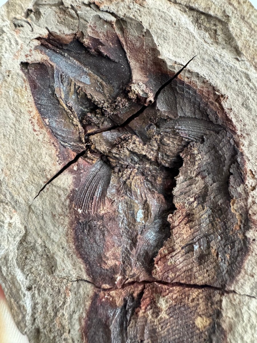 Triassic Fossil Fish In Nodule from Madagascar, Positive & negative (4.60") - FossilsAndMore