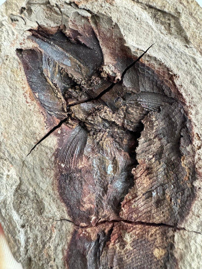 Triassic Fossil Fish In Nodule from Madagascar, Positive & negative (4.60") - FossilsAndMore