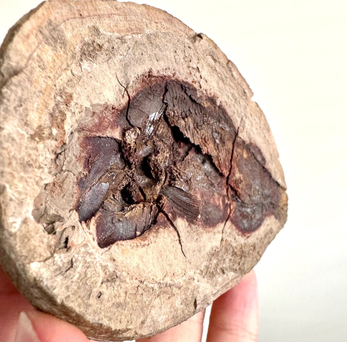Triassic Fossil Fish In Nodule from Madagascar, Positive & negative (4.60") - FossilsAndMore