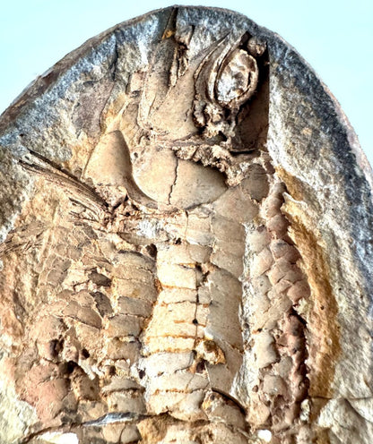 Triassic Fossil Fish In Nodule from Madagascar, Positive & negative (4.67") - FossilsAndMore