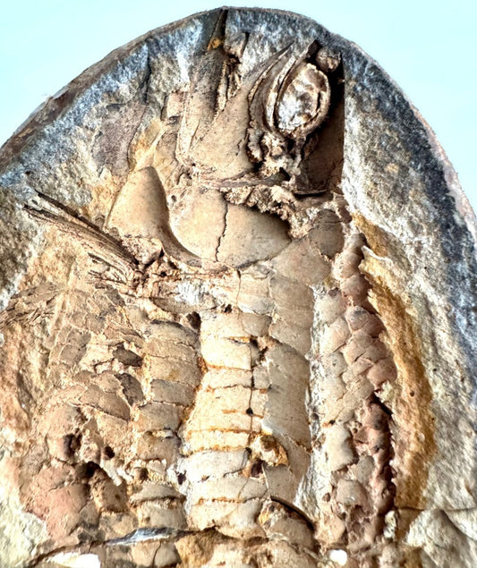 Triassic Fossil Fish In Nodule from Madagascar, Positive & negative (4.67") - FossilsAndMore