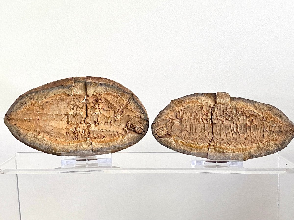 Triassic Fossil Fish In Nodule from Madagascar, Positive & negative (4.67") - FossilsAndMore