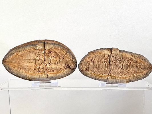 Triassic Fossil Fish In Nodule from Madagascar, Positive & negative (4.67") - FossilsAndMore