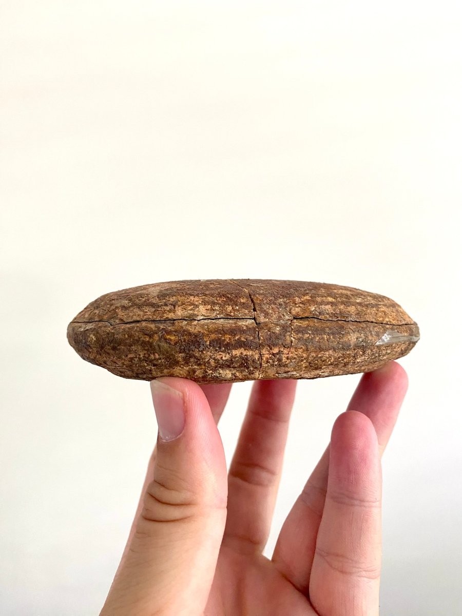 Triassic Fossil Fish In Nodule from Madagascar, Positive & negative (4.67") - FossilsAndMore
